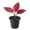 1 Plant, variant on Aglaonema Red Valentine - 1 Live Starter Plant - Aglaonema Commutatum - Beautiful Multi Colored Foliage Indoor Houseplant