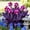 A, variant on Large Canna for Landscapes-Long Continuous Blooms-Low Maintenance-Ideal for Indoor, Plant Pots & Planters