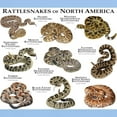 thumbnail image 3 of CafePress - Rattlesnakes Of North America Light T Shirt - Men's Classic Graphic T-Shirt, 3 of 4