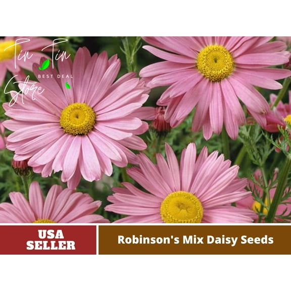 100 Seeds| Robinson's Rose Daisy Seeds #N007-Authentic Seeds-Flowers-Seeds-Rose seeds-Herb seeds-Vegetable Seeds-Mix Seeds for Plant- B3G1