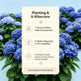 thumbnail image 4 of Hydrangea Shrub, Shade Plant for Gardens-Easy Grow-Low Maintenance-Ideal for Beds Borders, Plant Pots & Planters, 4 of 5