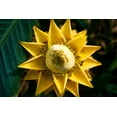 thumbnail image 3 of 5 RED TIGER BANANA Hardy Musa Sikkimensis Bengal Flowering Darjeeling Sikkim Fruit Tree Seeds, 3 of 5