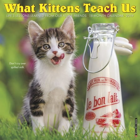 Kittens Wall Calendar - Willow Creek Press 2019 What Kittens Teach Us Wall Calendar