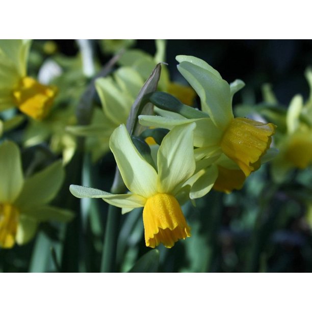 Eaton Song Daffodil 8 Bulbs - Deer Proof - 12/14 cm Bulbs - Walmart.com - Walmart.com