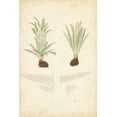 thumbnail image 2 of Vision Studio 11x14 Black Ornate Wood Framed with Double Matting Museum Art Print Titled - Fern Study III, 2 of 4