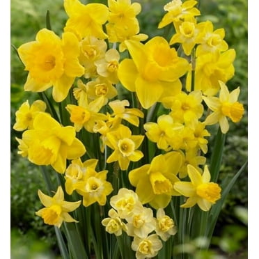 Amsterdam Daffodil Mix, Beautiful Mix of Yellow Daffodils 20 Bulbs