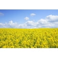 thumbnail image 4 of 1000 Dwarf ESSEX RAPE KALE Brassica Napus Vegetable Seeds, 4 of 10