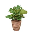 thumbnail image 4 of Fiddle Leaf Fig Soil by Perfect Plants - 8 Quart, 4 of 5