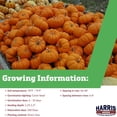 thumbnail image 2 of Harris Seeds Munchkin Pumpkin, Mini Orange Decorative Pumpkin Variety, Non-GMO, 250 Count, 2 of 7