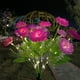 thumbnail image 5 of Fiudx Ofertas flash del día Luces solares de flores para exteriores, luces solares decorativas para jardín, luces LED de estaca, encendido/apagado automático, brillantes hasta 8 horas, 5 of 6
