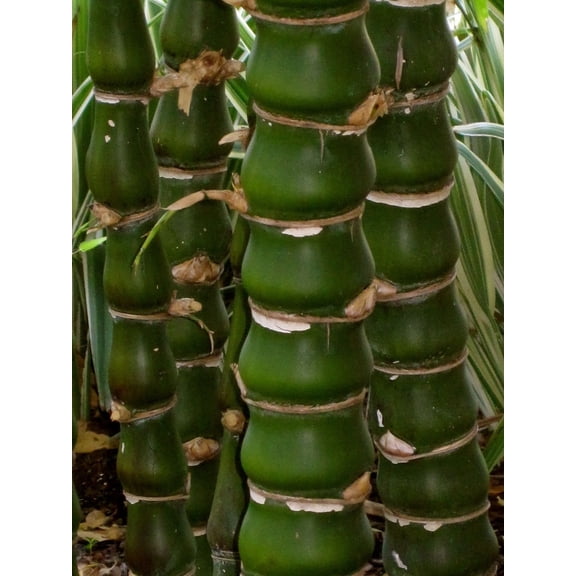 25 Buddha Belly Bamboo Seeds – Unique Ornamental Bamboo for Tropical Landscaping & Containers – Fast-Growing Privacy Screen Plant