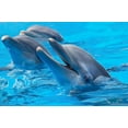 thumbnail image 2 of Happy Dolphins Wall Mural by Wallmonkeys Peel and Stick Graphic (48 in W x 32 in H) WM142990, 2 of 4