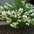 thumbnail image 5 of First Editions Viburnum Opening Day Live Shrub in 2-Gallon Grower Pot, 5 of 13