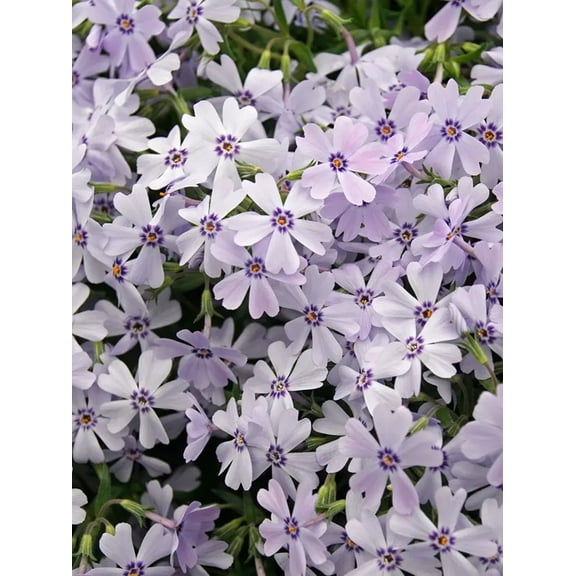 50 Spring Blue Phlox Seeds