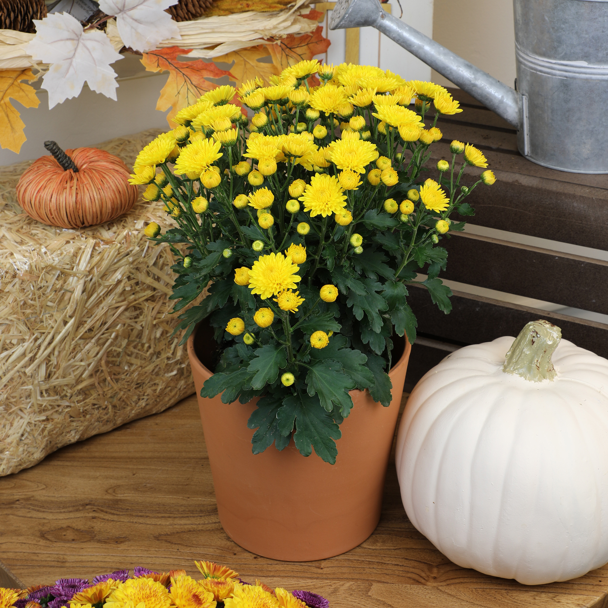 Expert Gardener 1.0PT Yellow Mum Live Plant in Grower Pot