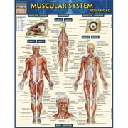 BarCharts 9781423217725 Muscular System Advanced Quickstudy Easel