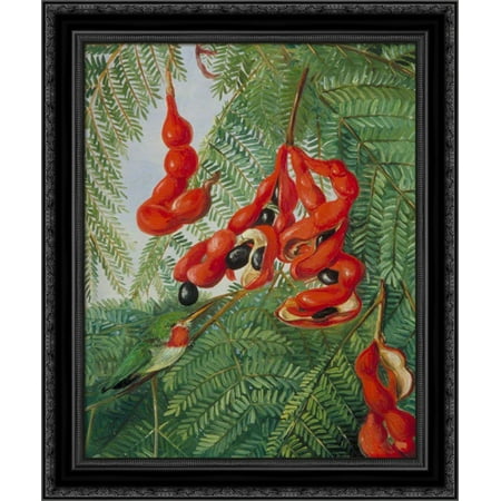 - The Wild Tamarind of Jamaica with Scarlet Pod and Barbet 20x24 Black Ornate Wood Framed Canvas Art by North, Marianne