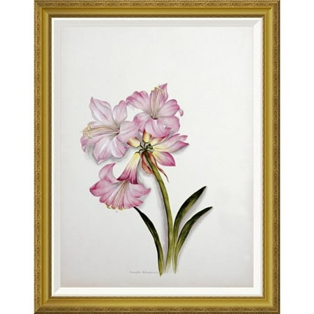 Belladonna Two Light - Global Gallery 'Amaryllis Belladonna' by Ethel May Dixie Framed Painting Print