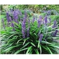 thumbnail image 2 of Expert Gardener Outdoor Live Plant Liriope Lily Turf Purple 2.5QT, Partial Shade, 2 of 3