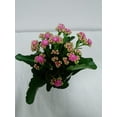 thumbnail image 2 of Live 4" Pink Kalanchoe with a 4" Plastic Grow Pot - 4 Inch Plant, 2 of 3