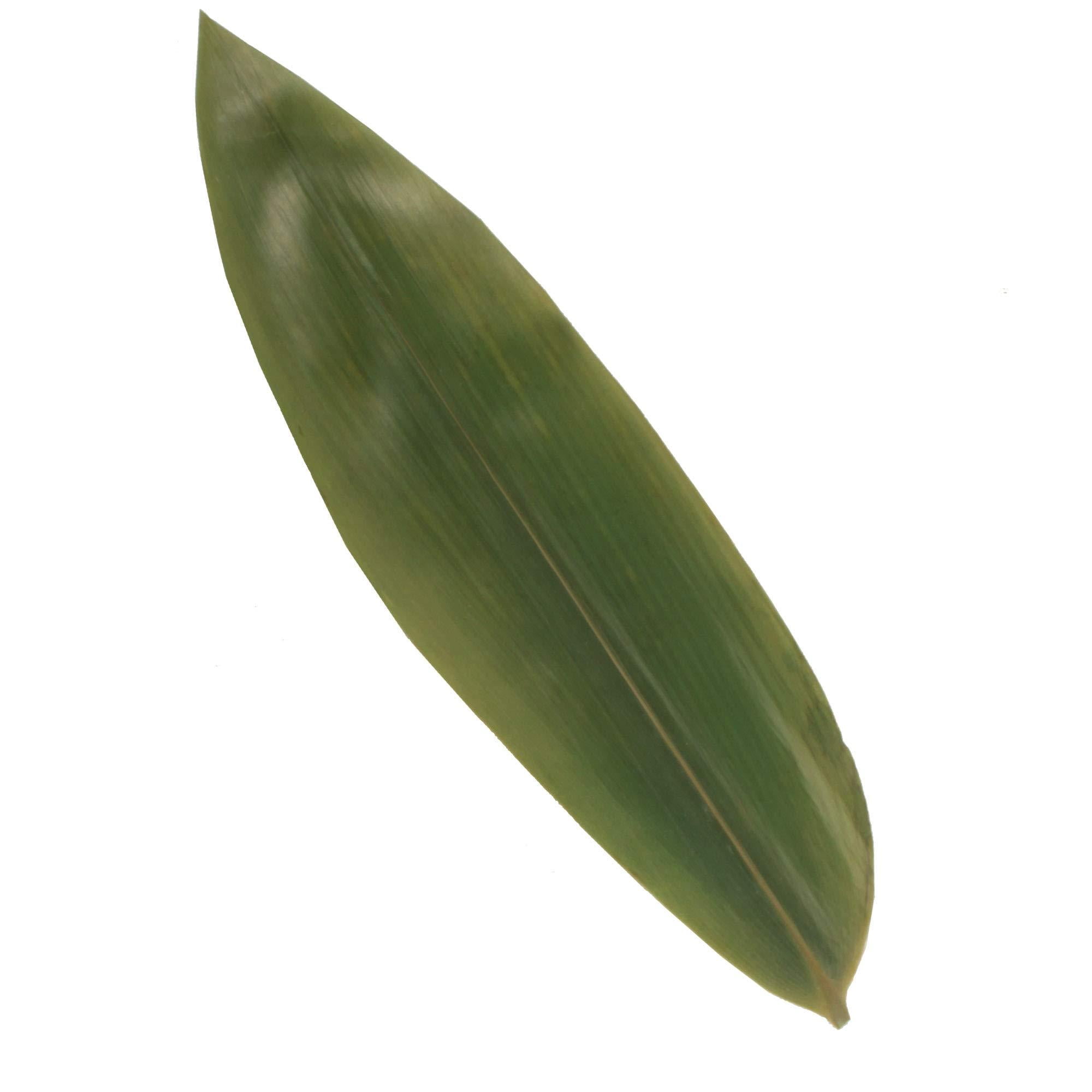 BambooMN Natural Bamboo Leaves for Home Decoration - Vacuum Packed - 12.25 in - 100 Pack