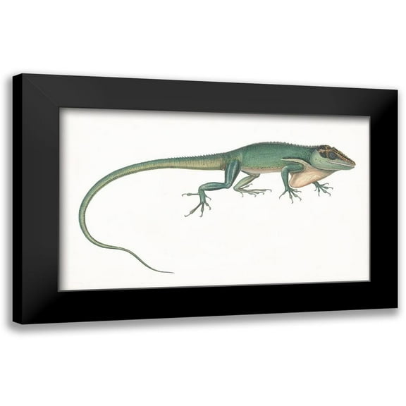 Unknown 14x10 Black Modern Framed Museum Art Print Titled - Antique Chameleon
