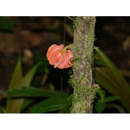 - LAMINATED POSTER Fruit Forest Rainforest Tribe Nature Jungle Plant Poster Print 24 x 36