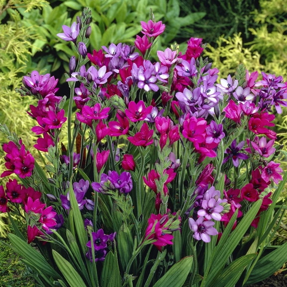 Van Zyverden Babiana Mixed Set of 25 Bulbs Multicolor Partial Sun