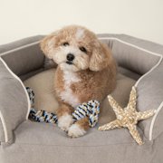 Harry Barker Double Tug Rope Toy, Multi-color