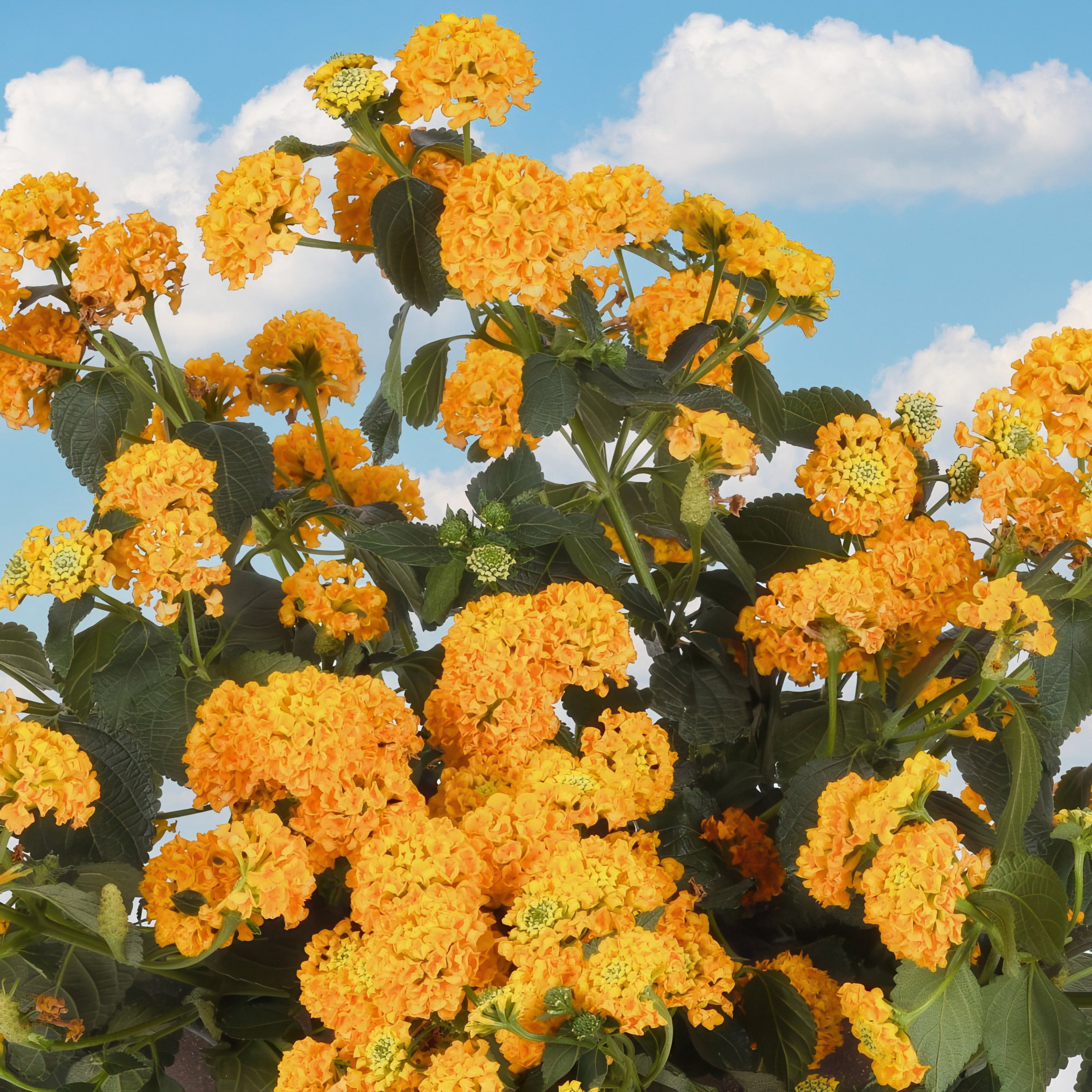 4 in. Lantana 3-N-1 Lucky Charm Live Annual Plant with Multicolor Flowers (3-Pack)