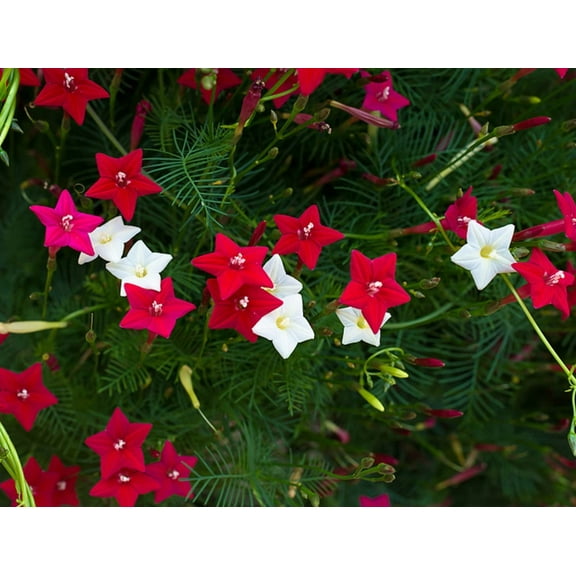 CZ Grain 50  Flowering Cypress Vine Plant Seeds, Great for Bees and Butterflies