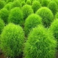 thumbnail image 5 of Outsidepride Burning Bush Kochia Trichophylla Plant Seed - 10000 Seeds, 5 of 9