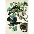 thumbnail image 3 of Audubon, John James 11x14 Black Modern Framed Museum Art Print Titled - Summer, or Wood Duck, 3 of 5