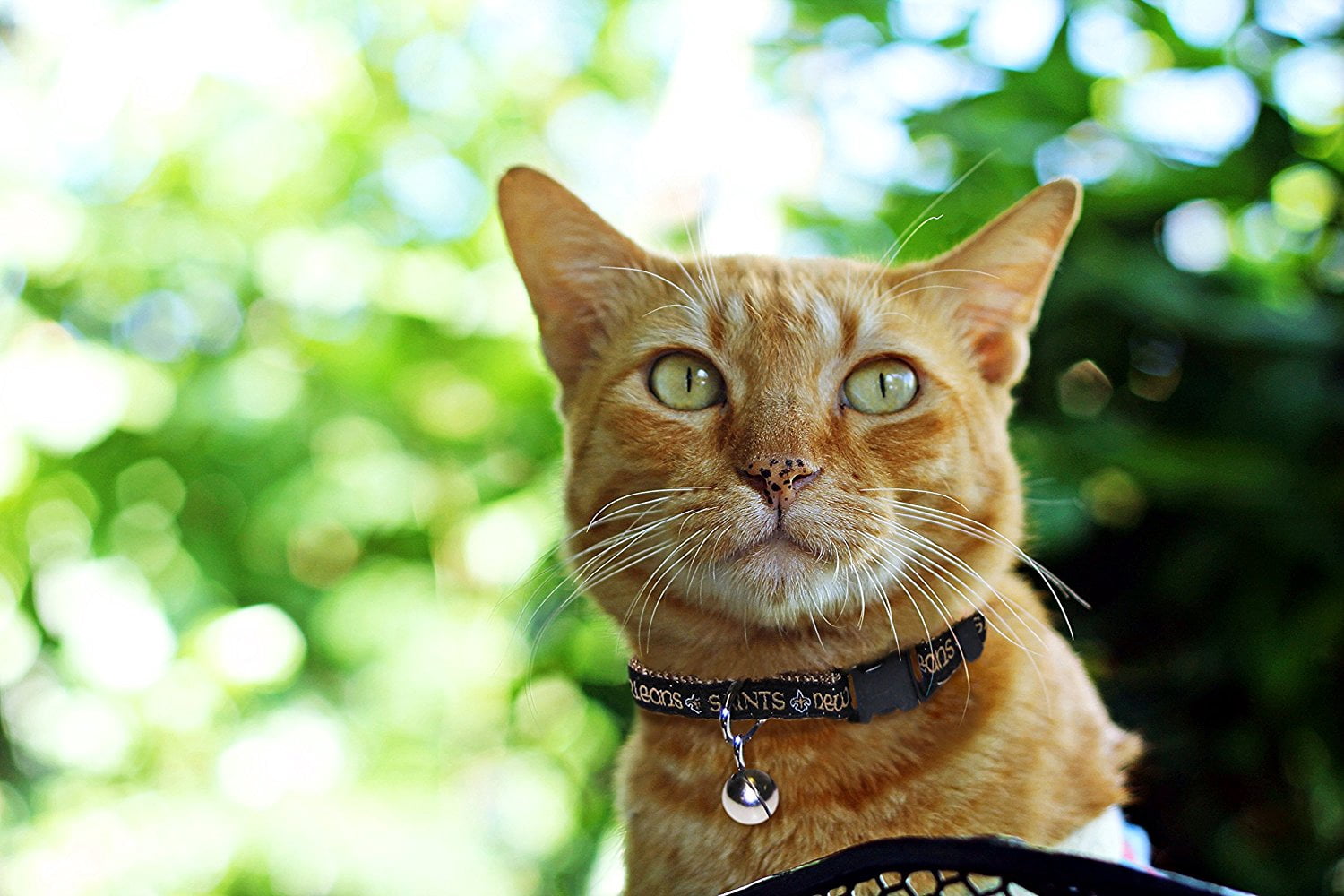 Pets First New Orleans Saints Cat Collar - Durable and Heavy Duty Nylon Web Collar