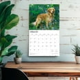 thumbnail image 5 of For the Love of Golden Retrievers | 2026 14x24" Wall Calendar | Plastic-Free, 5 of 9