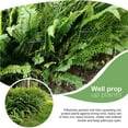 thumbnail image 2 of pitrice Garden Support Stake 40*25cm Metal Half Round Plant Cage 2Pcs, 2 of 9