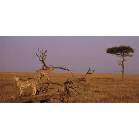 Panoramic Images PPI74659L View of two Cheetahs in the wild Africa Poster Print by Panoramic Images - 36 x 12