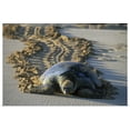 thumbnail image 1 of Great BIG Canvas | "Green Sea Turtle returning to sea after nesting, Ascension Island, Atlantic Ocean" Art Print - 30x20, 1 of 4