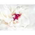 thumbnail image 2 of Perry, Rachel 14x12 Gold Ornate Wood Framed with Double Matting Museum Art Print Titled - White Linen Peony II, 2 of 4