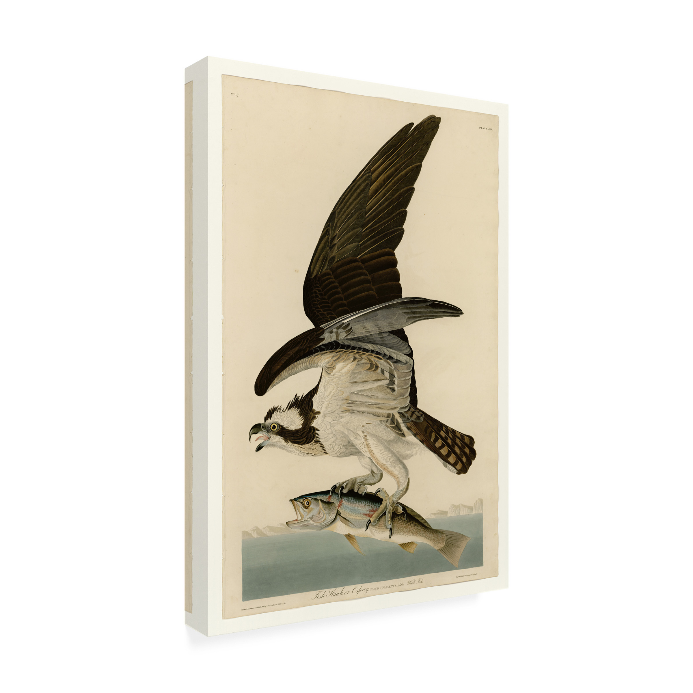 Trademark Fine Art Audubon Fish Hawk Or Osprey Plate 81 Canvas Wall Art - 30x47