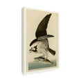 thumbnail image 3 of Trademark Fine Art Audubon Fish Hawk Or Osprey Plate 81 Canvas Wall Art - 12x19, 3 of 5