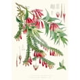 thumbnail image 2 of Walter Fitch Hood 11x14 Black Ornate Wood Framed Double Matted Museum Art Print Titled: A. Vaccinium, H.F. and T.; B. Vaccinium Snake, H.F. and T. (1855), 2 of 5