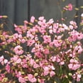 thumbnail image 6 of TomorrowSeeds - Pink Beauty Soapwort Seeds - 3600+ Count - For 2026 Planting Saponaria Soap Plant, 6 of 10