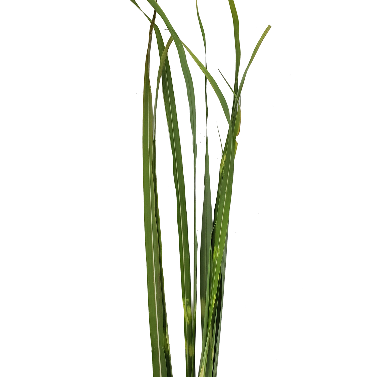 Zebra Grass Fresh Cut 20 Bunches