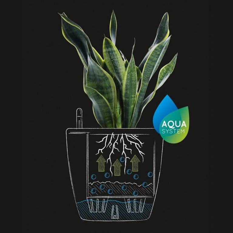 chinese money plant for sale Pilea Peperomioides 'Chinese Money', Feng Shui Houseplant for Your Home 6" Pot / Terra Cotta Eco by Succulents Box