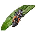 thumbnail image 3 of Insect Lore 10-15 Ladybug Larvae - Live Pink Spotted Ladybug Larvae - Grown in USA - Refill for Habitat - Observe, Raise & Release Ladybugs, 3 of 3