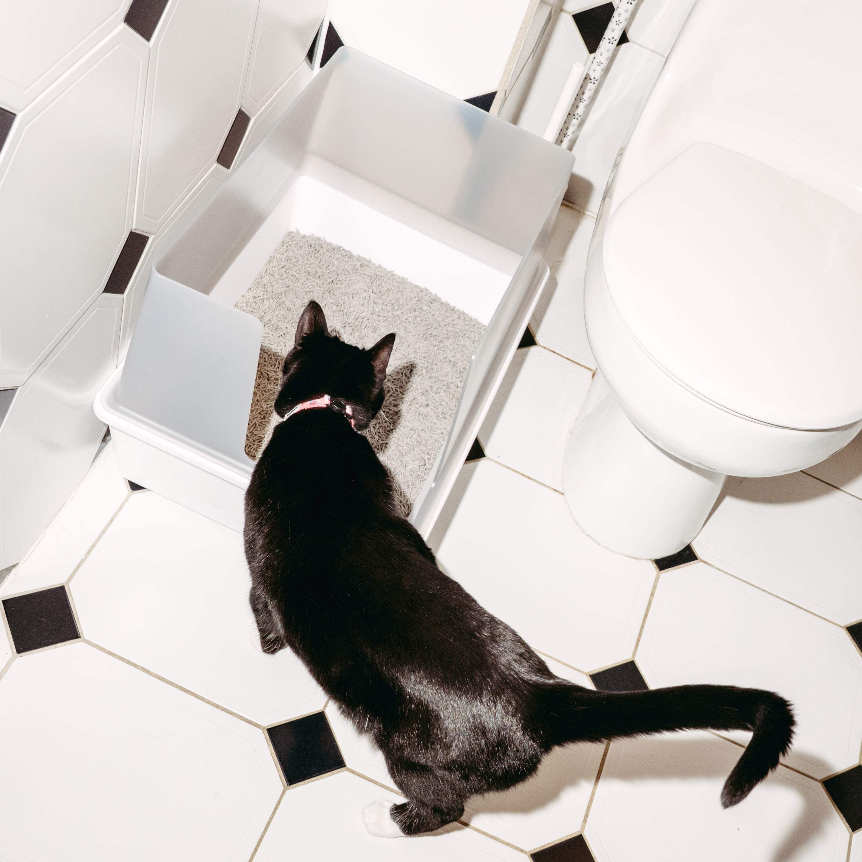Cubby Litter Box