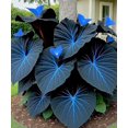 thumbnail image 2 of HJADGG Chlorisium Caladium Seeds for Planting, 300/500 Seeds, Elephant Ears Perennial Hosta, 2 of 6