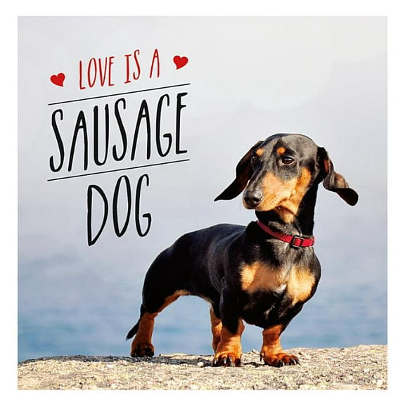 Love Is a Sausage Dog (Hardcover)