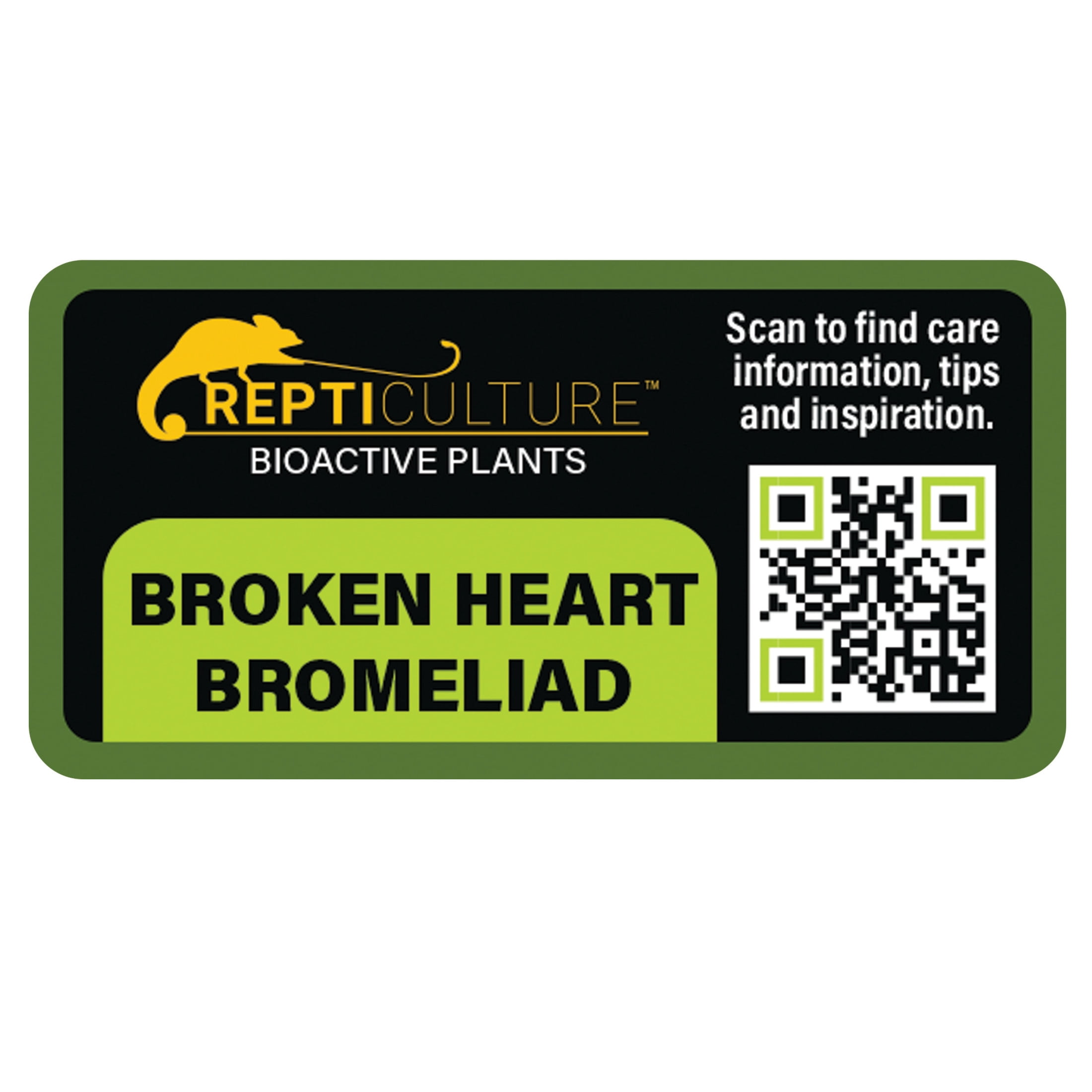ReptiCulture Broken Heart Bromeliad Plant 3 ct